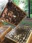 Lots of bees unexpectedly hatched in slower hive.