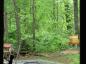 Pileated Woodpecker lands in view (left)