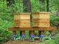 Settled in and now ready to grow into a productive apiary