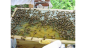 Hive #1 Capped Honey (white), nectar, and pollen (center yellow)